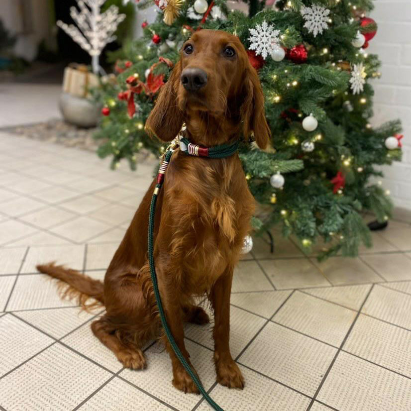 Tauhalsband 'Woofmas Classic'