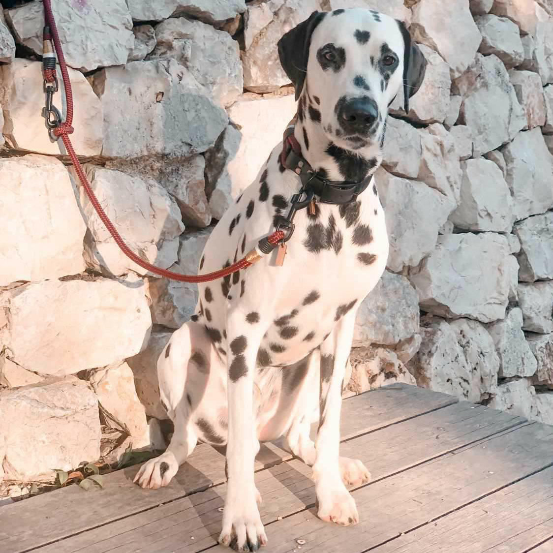 Tauhalsband 'Très Chic Bordeaux'