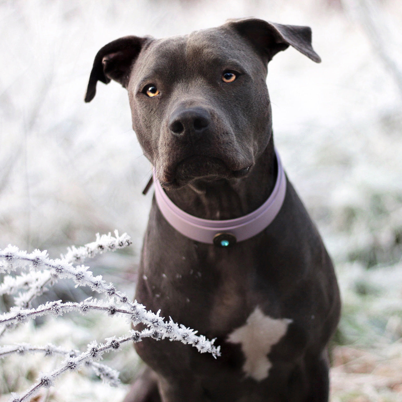 Biothane Halsband 'Hulda' - Extrabreit