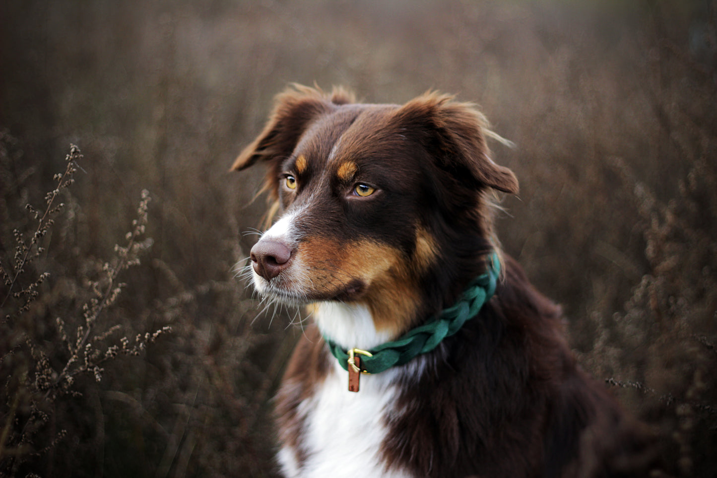 Tag Collar 'Pure Leather'