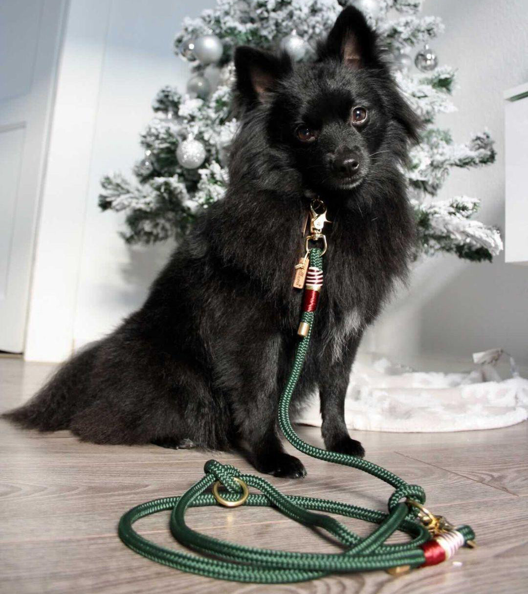 Tauleine 'Woofmas Classic'