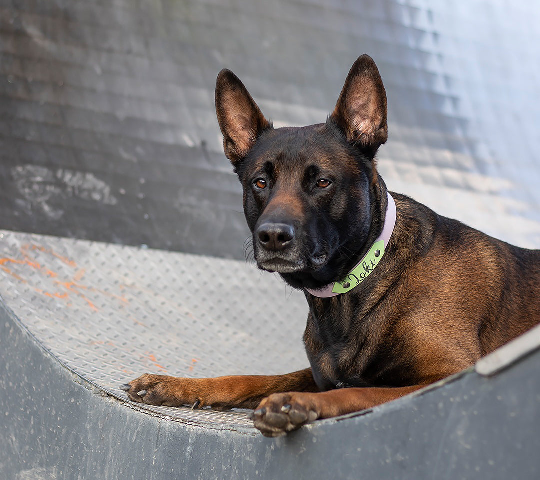 Collar Biothane 'MixIt'