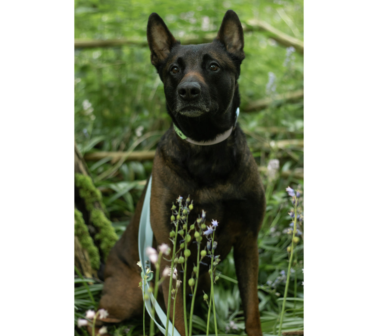 Biothane Leine Biothane 'MixIt' Loki