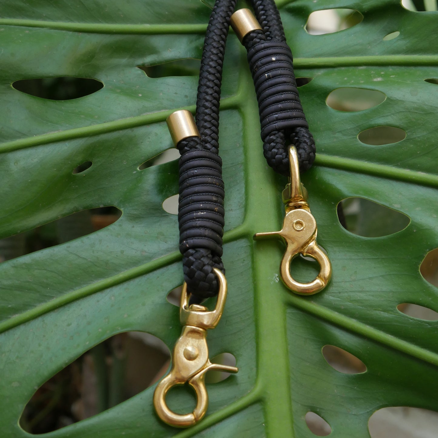 Tauleine 'Golden Night'