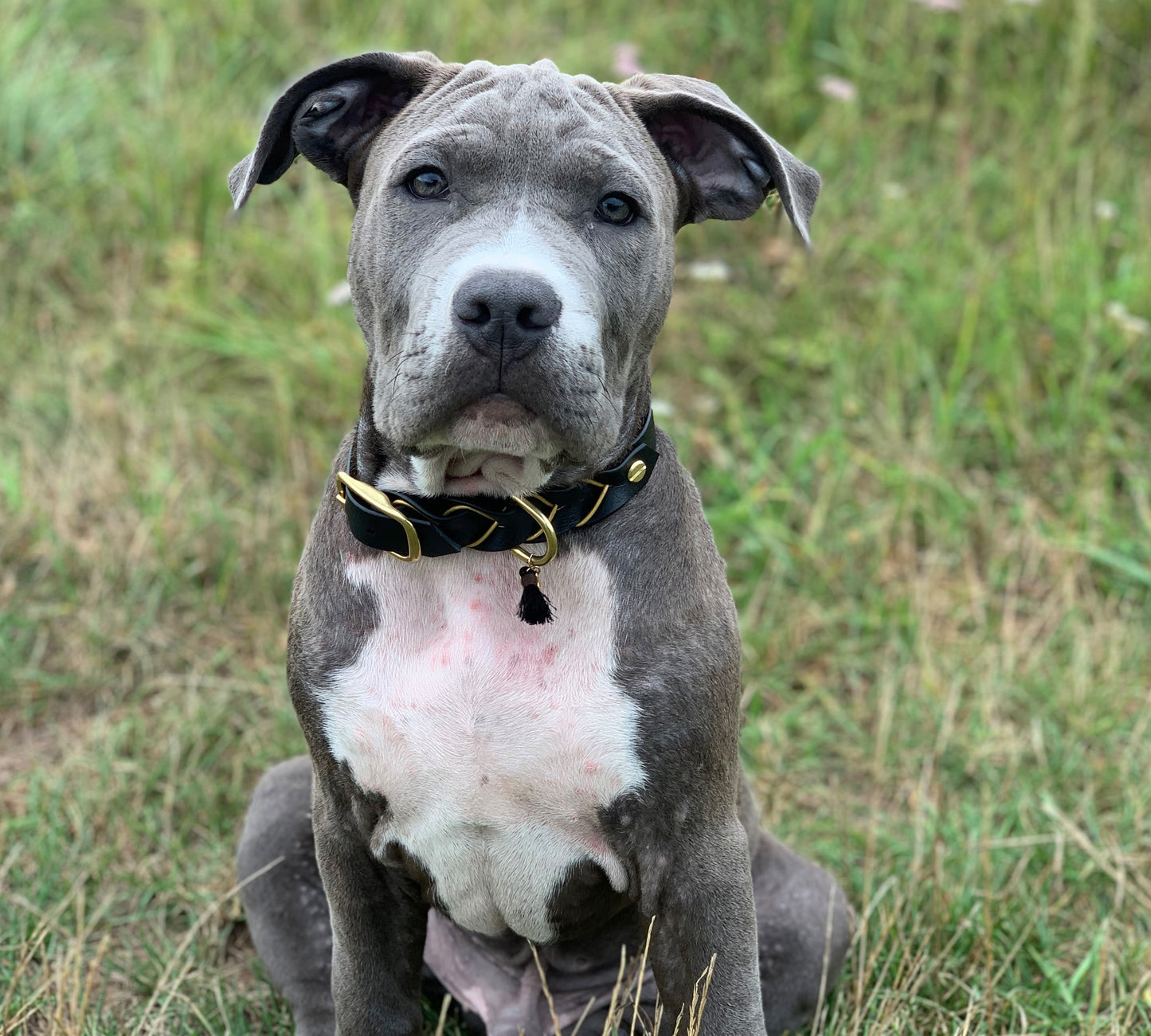 Biothane Halsband Deluxe - Schwarz