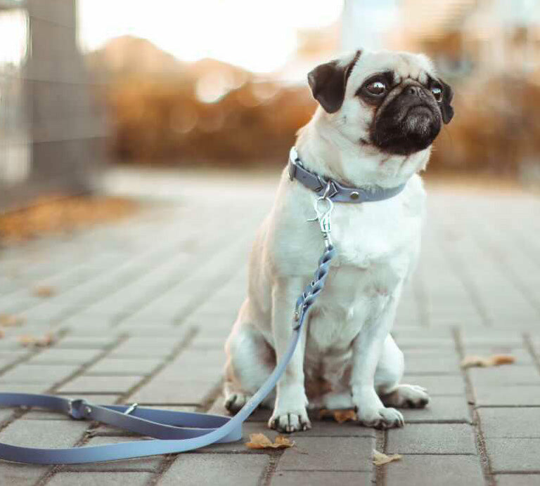 Biothane Halsband Deluxe - Grau