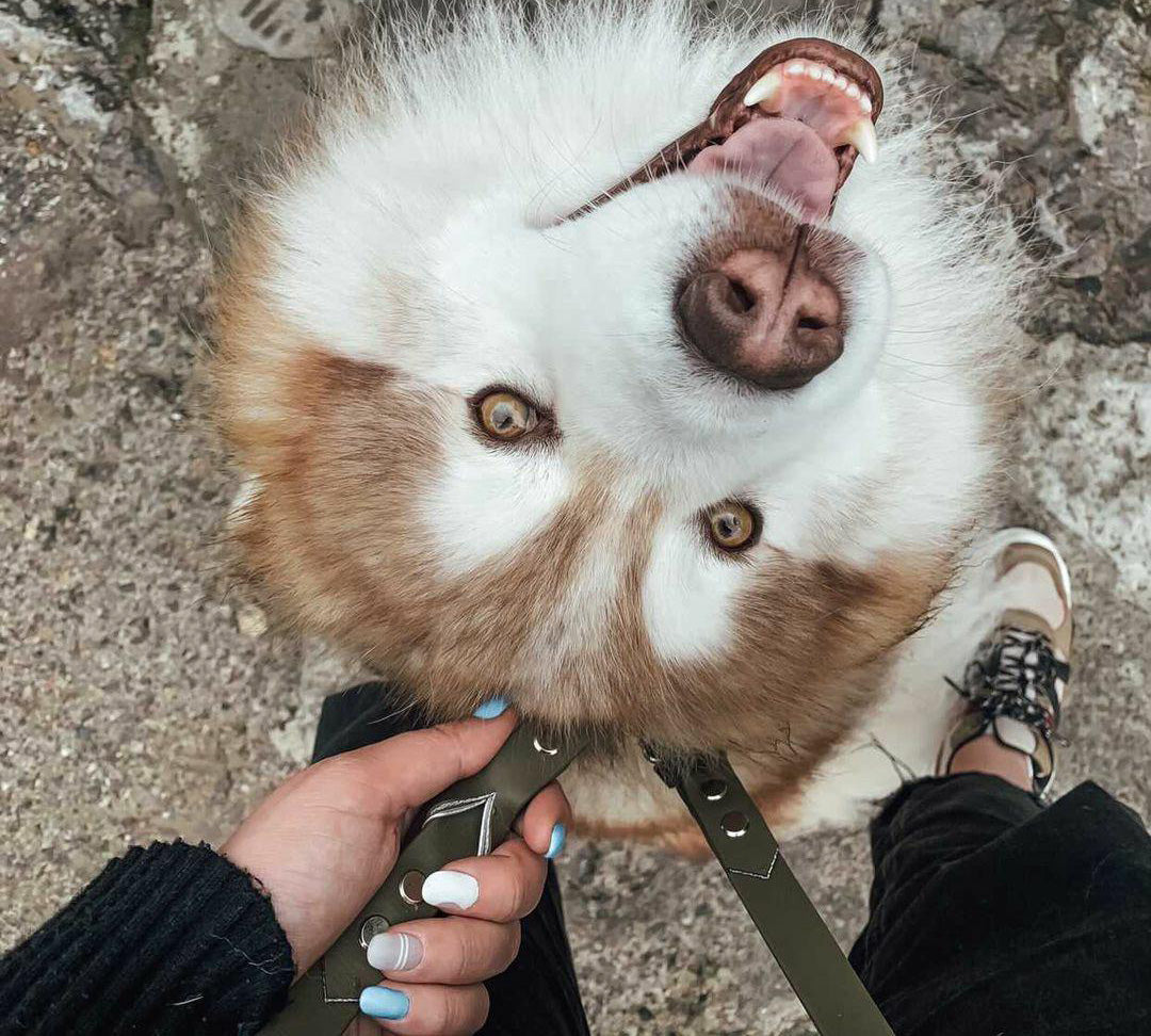 Biothane Leine Deluxe - Oliv