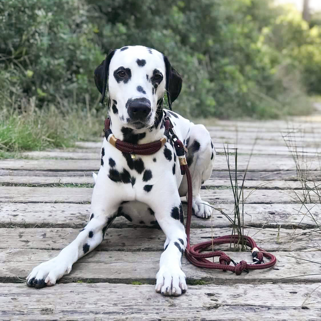 Tauhalsband 'Très Chic Bordeaux'
