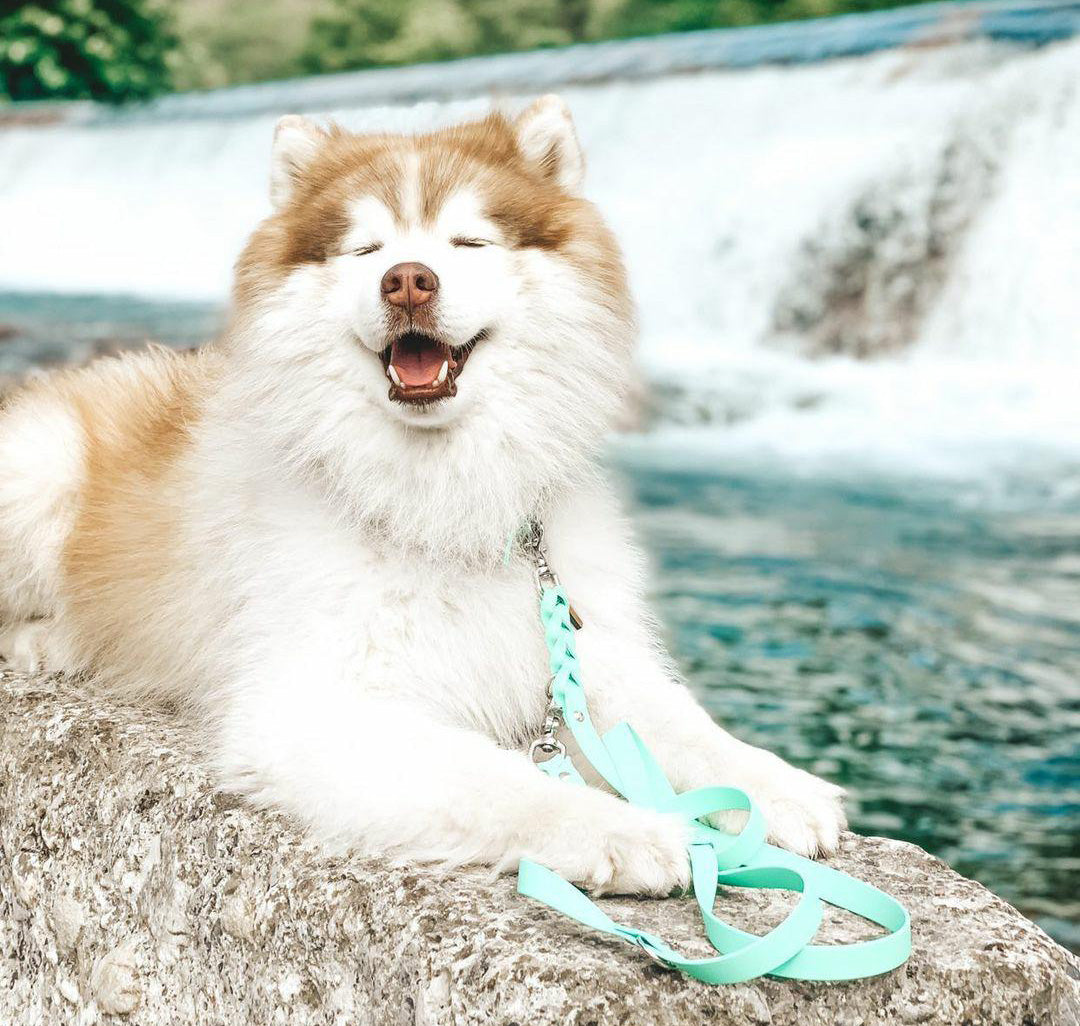 Biothane Leash Deluxe - Caribbean Green