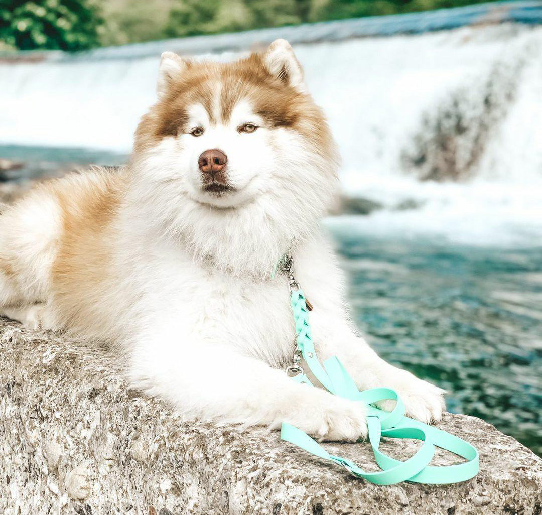 Biothane Leash Deluxe - Caribbean Green