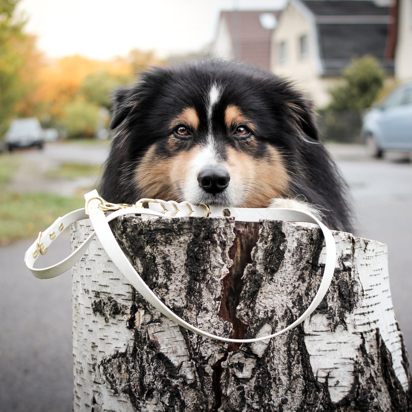 Biothane Leine Deluxe - Weiß