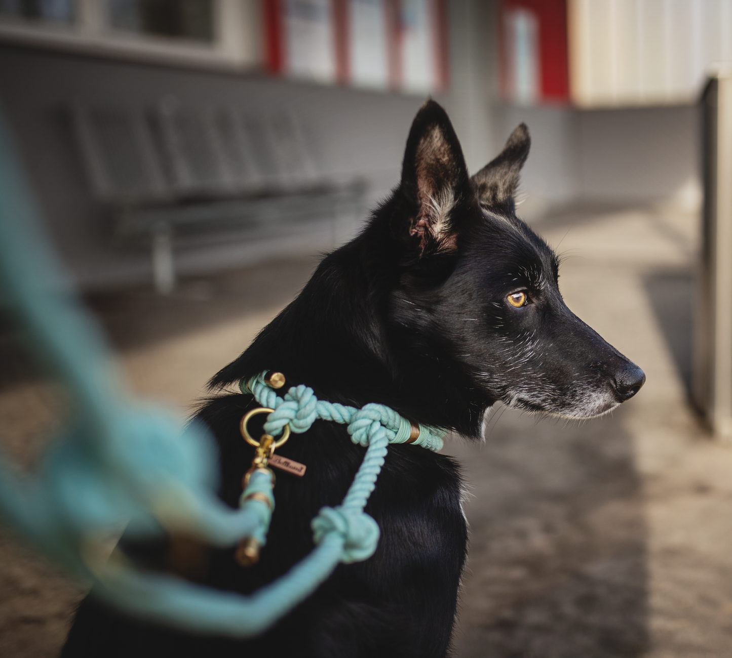 Tau-Retrieverleine 'Cotton Flair'