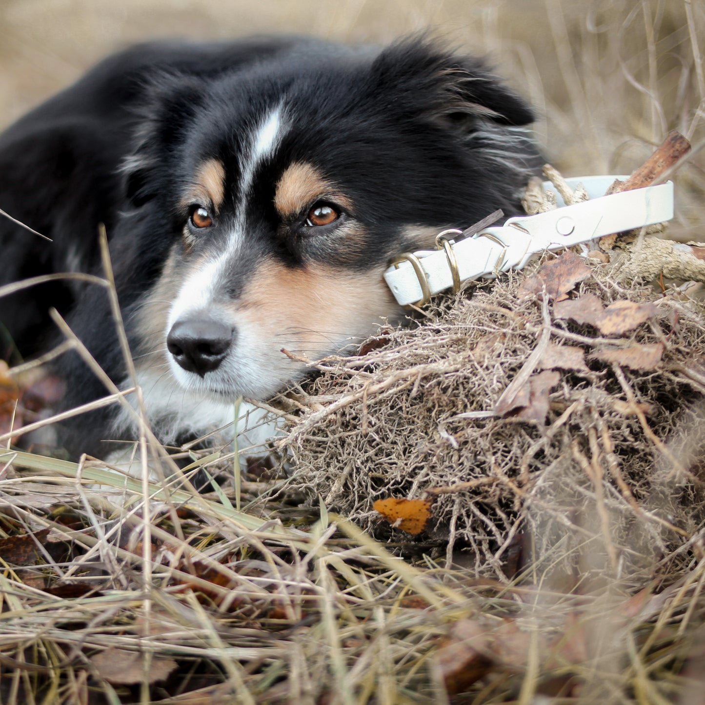 Biothane Collar Deluxe - White