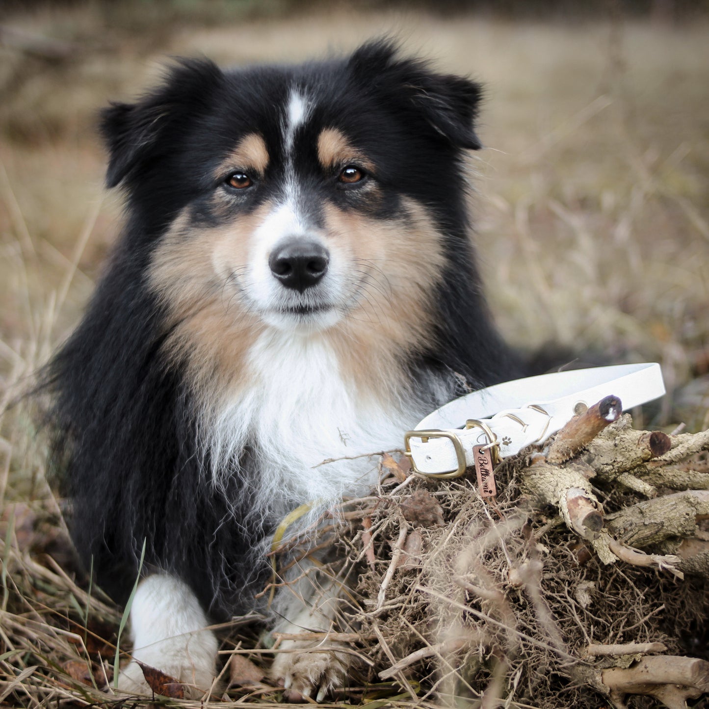 Biothane Collar Deluxe - White