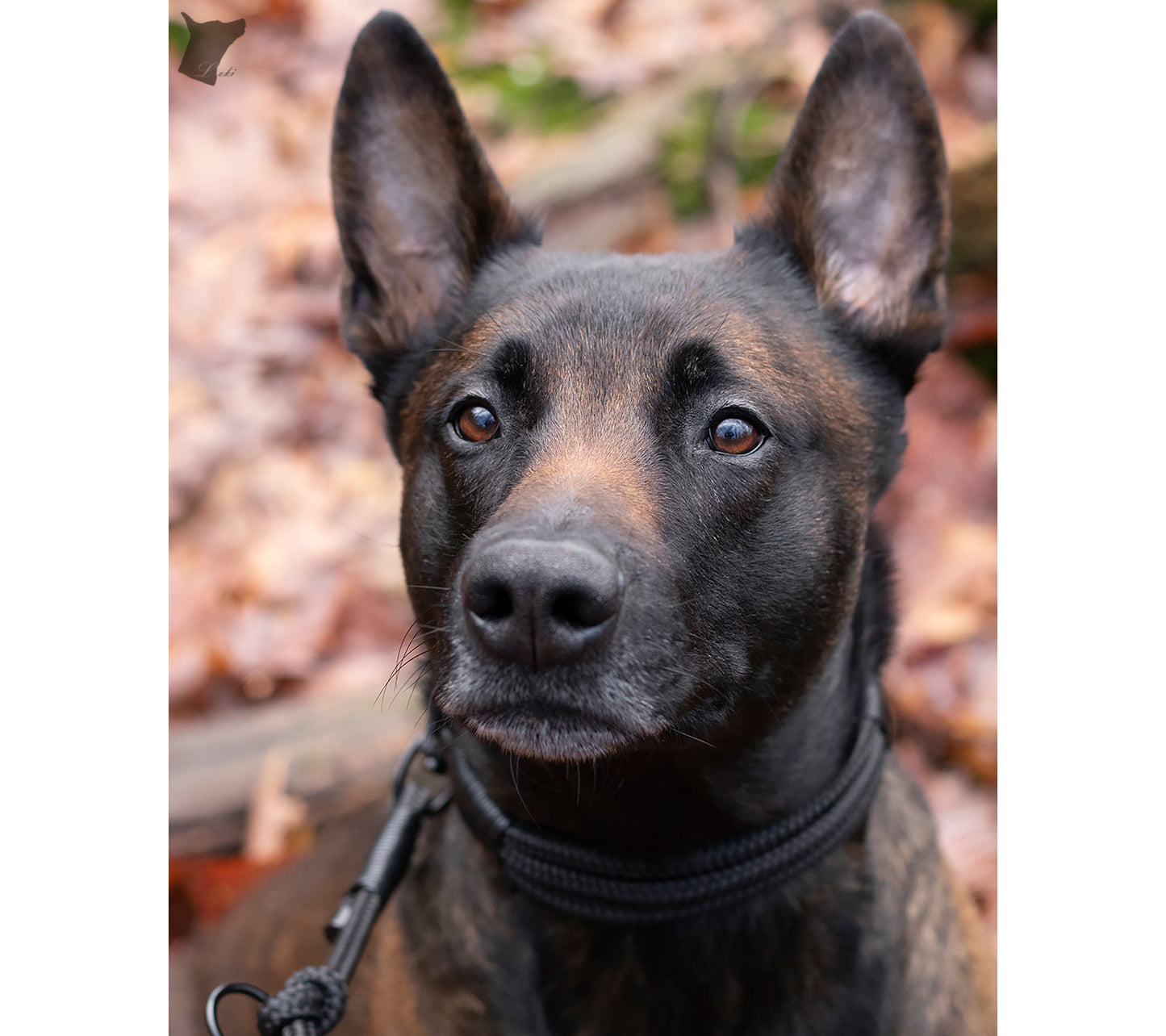 Tauhalsband 'Simply Black'