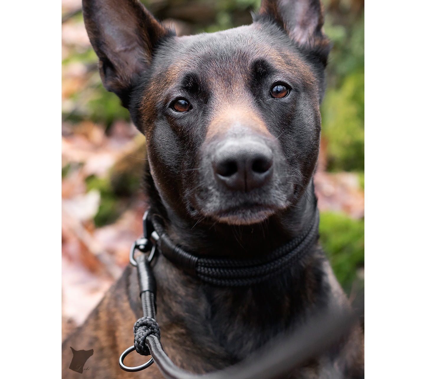 Tauhalsband 'Simply Black'