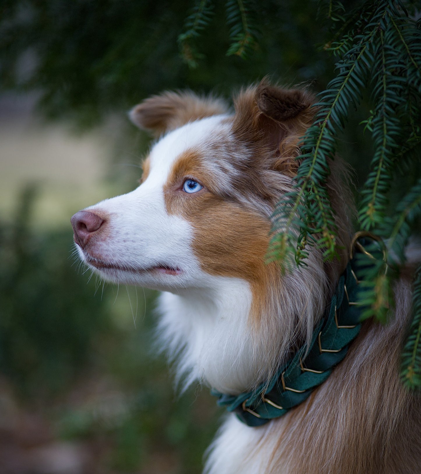 Zugstopphalsband Leather Deluxe - Rundgeflochten