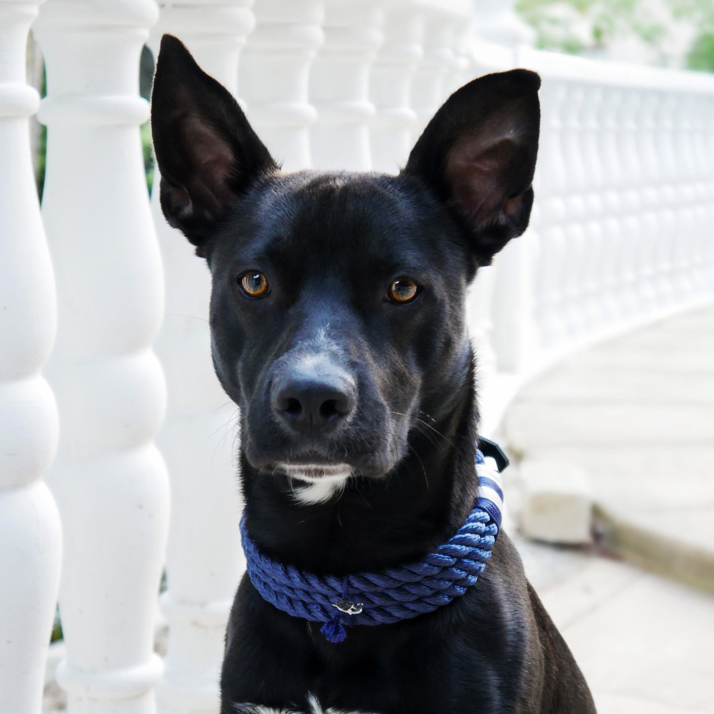 Tauhalsband 'Marinera'