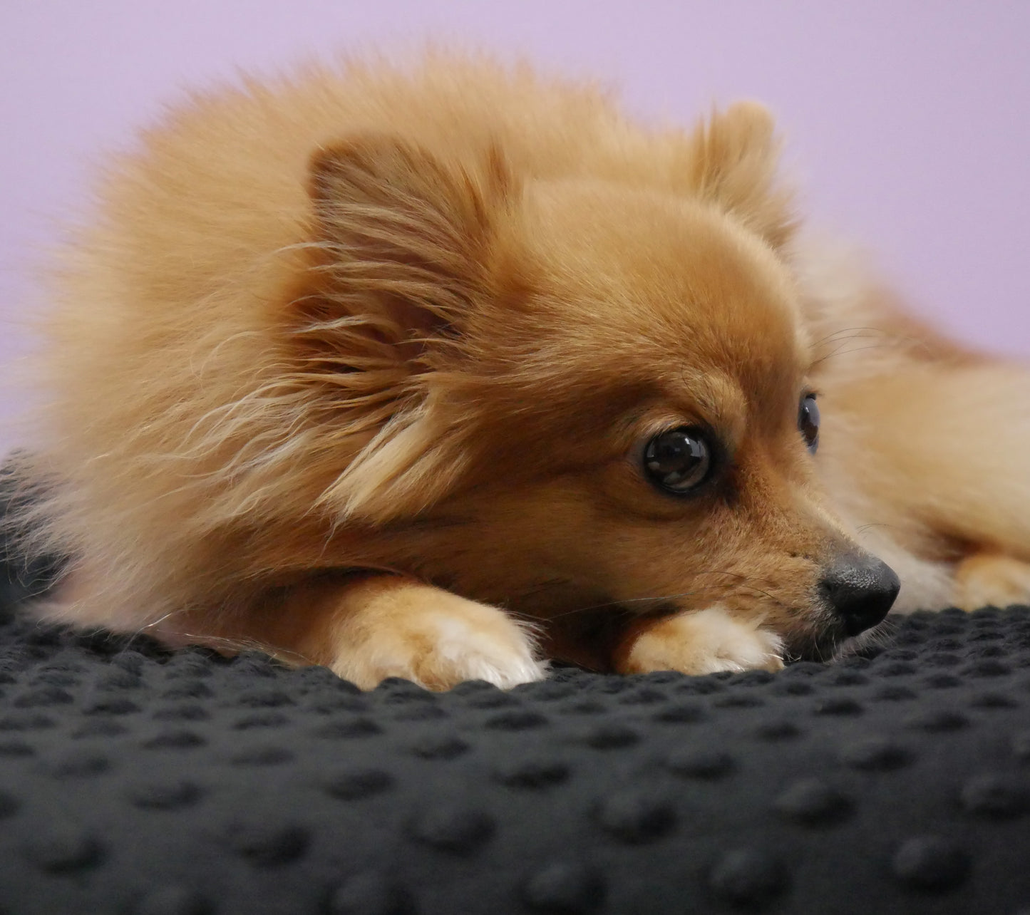 Bellkami Decke To Go - Black