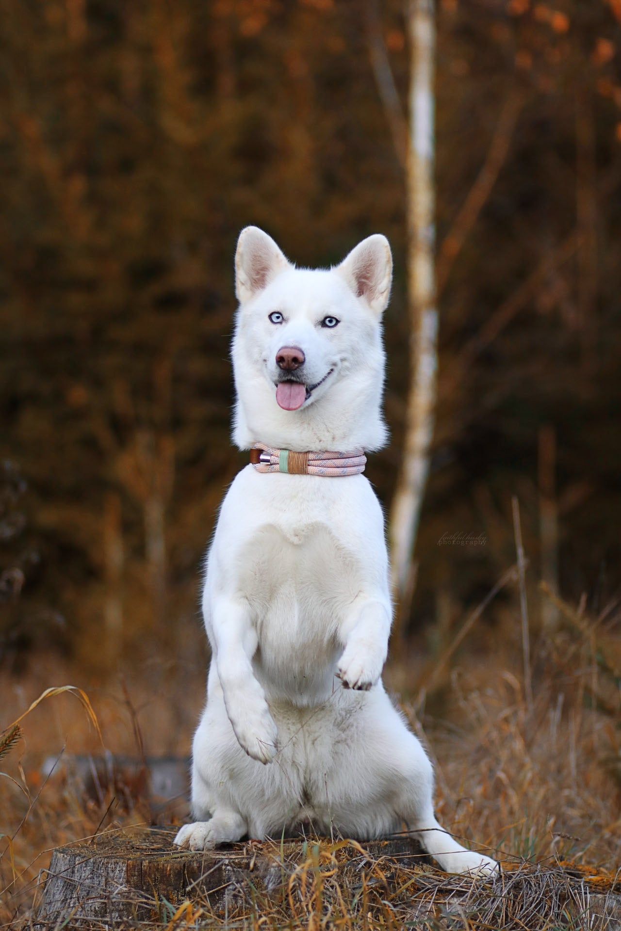 Tauhalsband 'Traveller' - Rosa