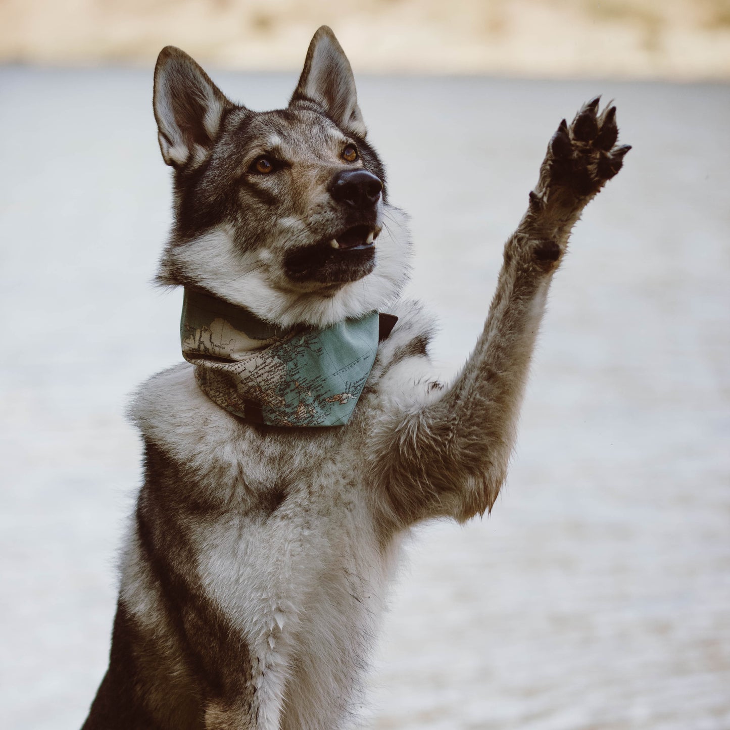Bandana Traveller Green
