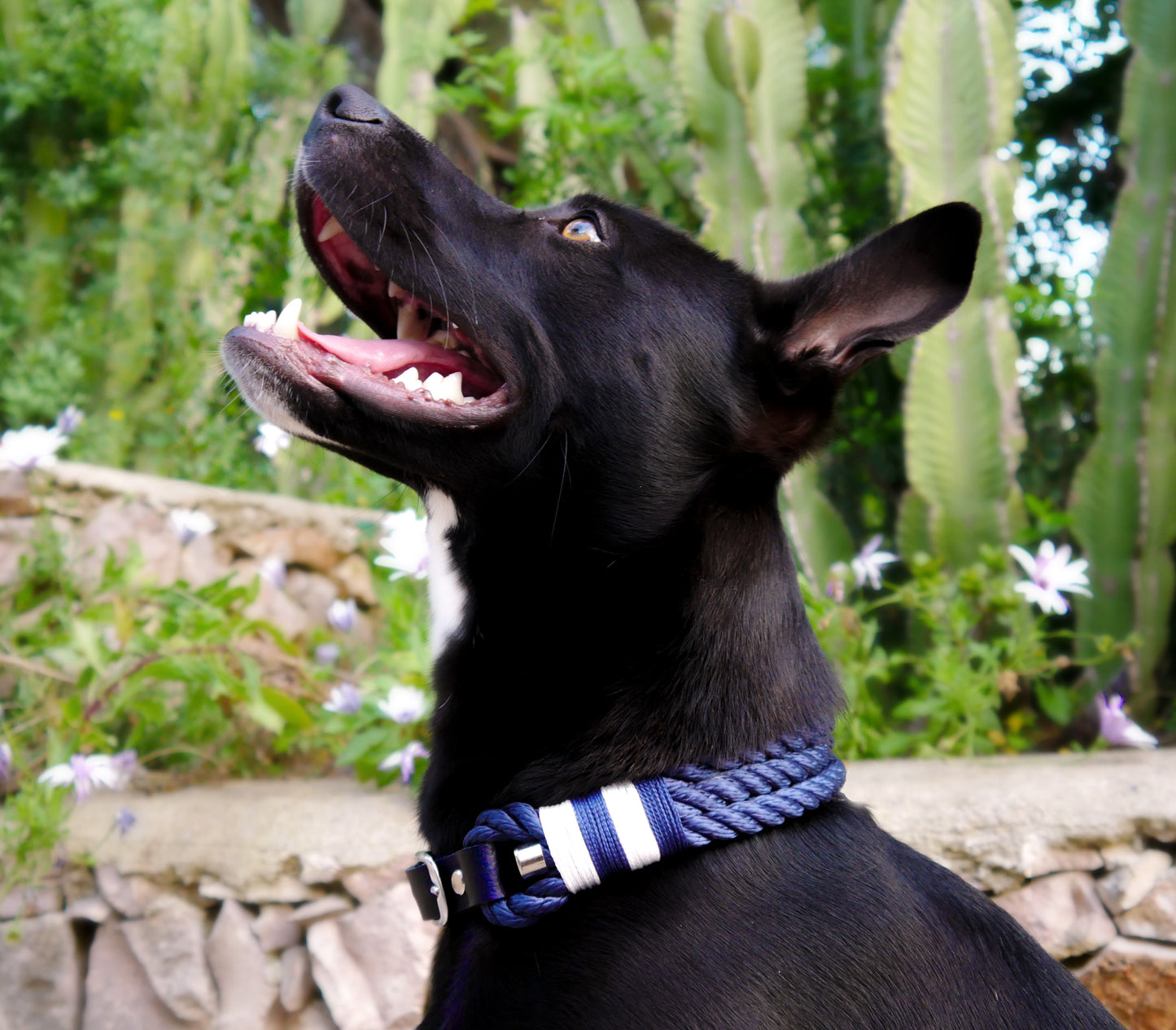 Tauhalsband 'Marinera'