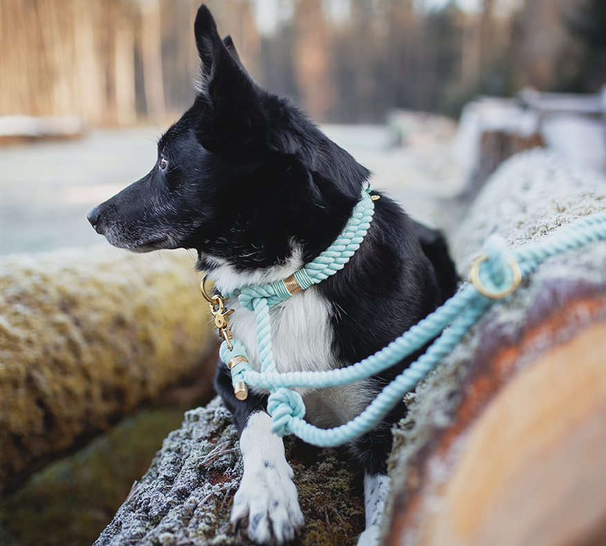 Tau-Retrieverleine 'Cotton Flair'
