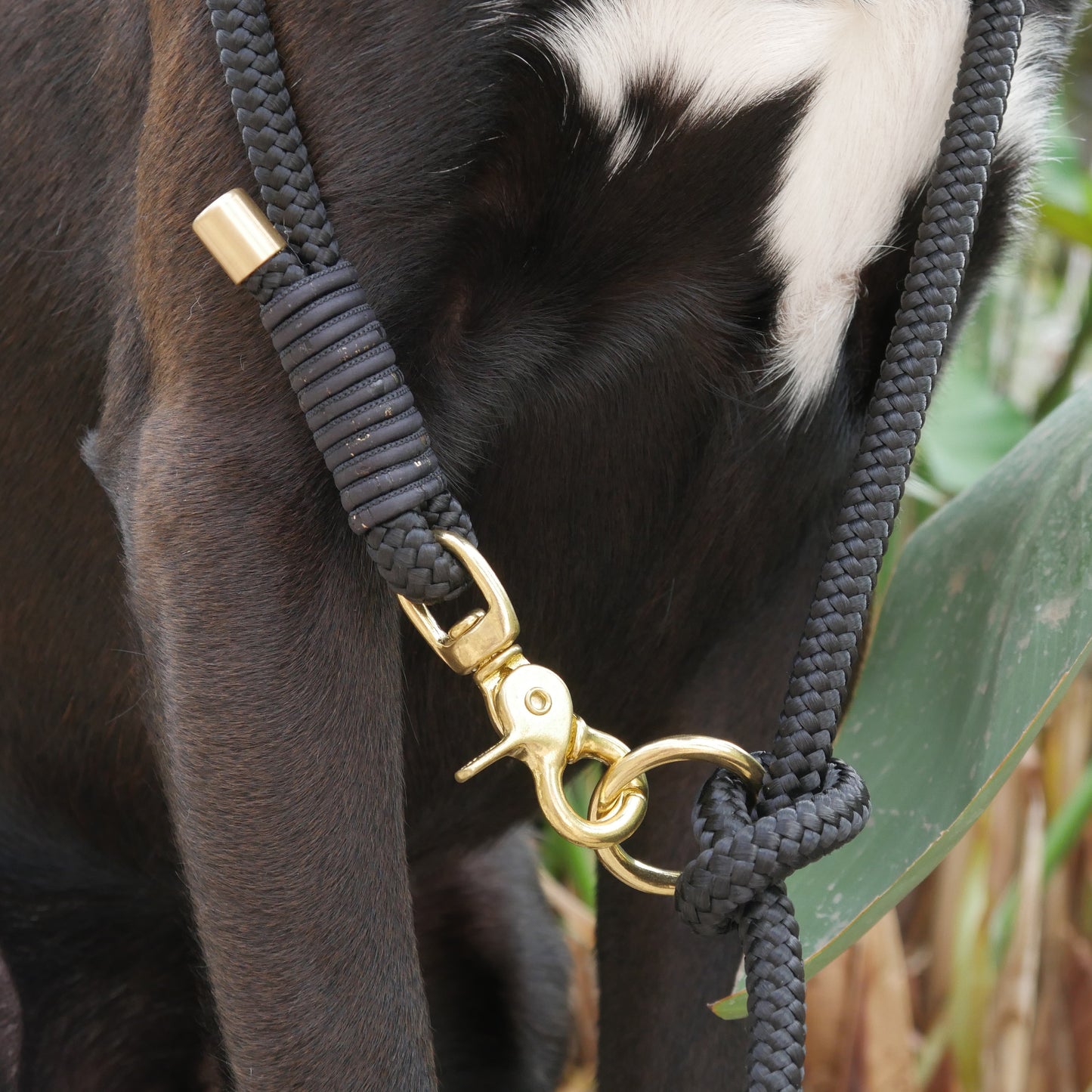 Tauleine 'Golden Night'