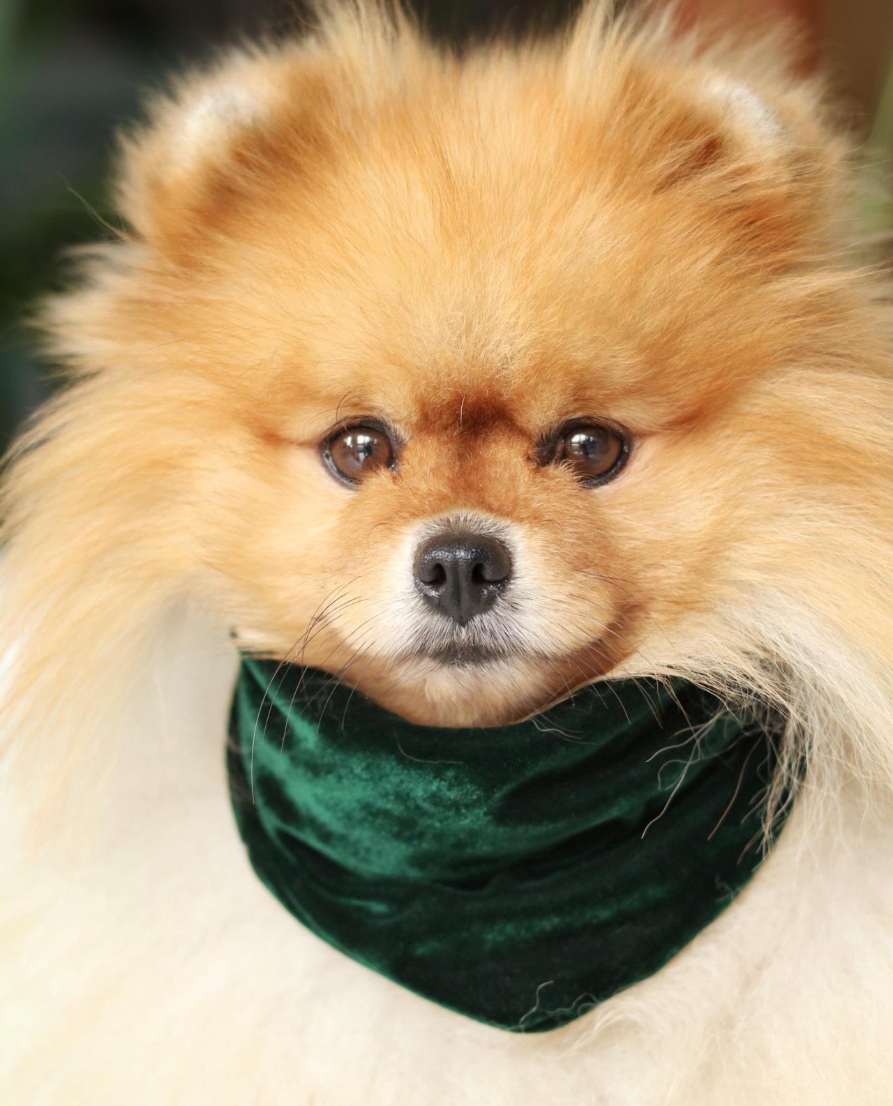 Bandana Green Velvet