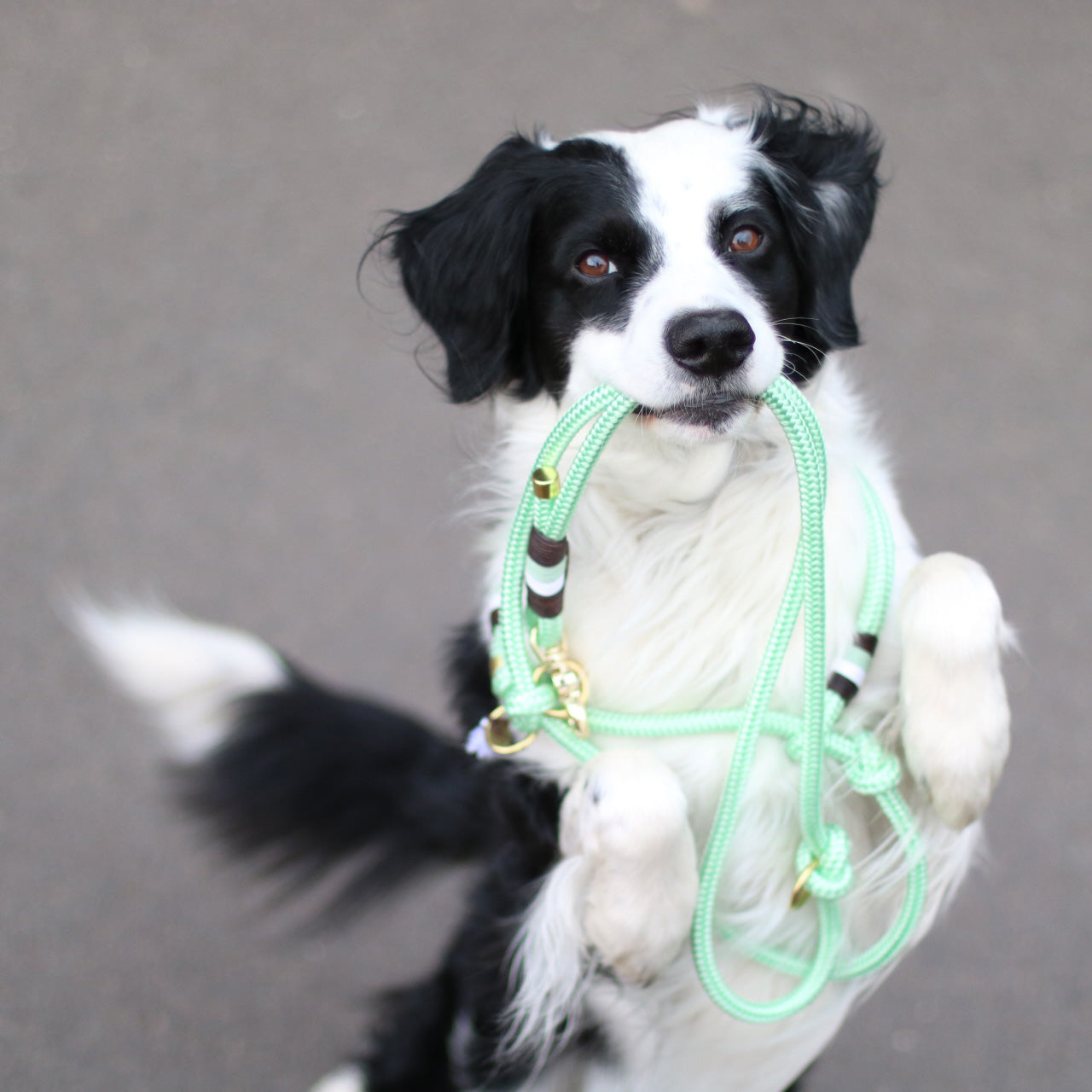 Rope retriever leashes