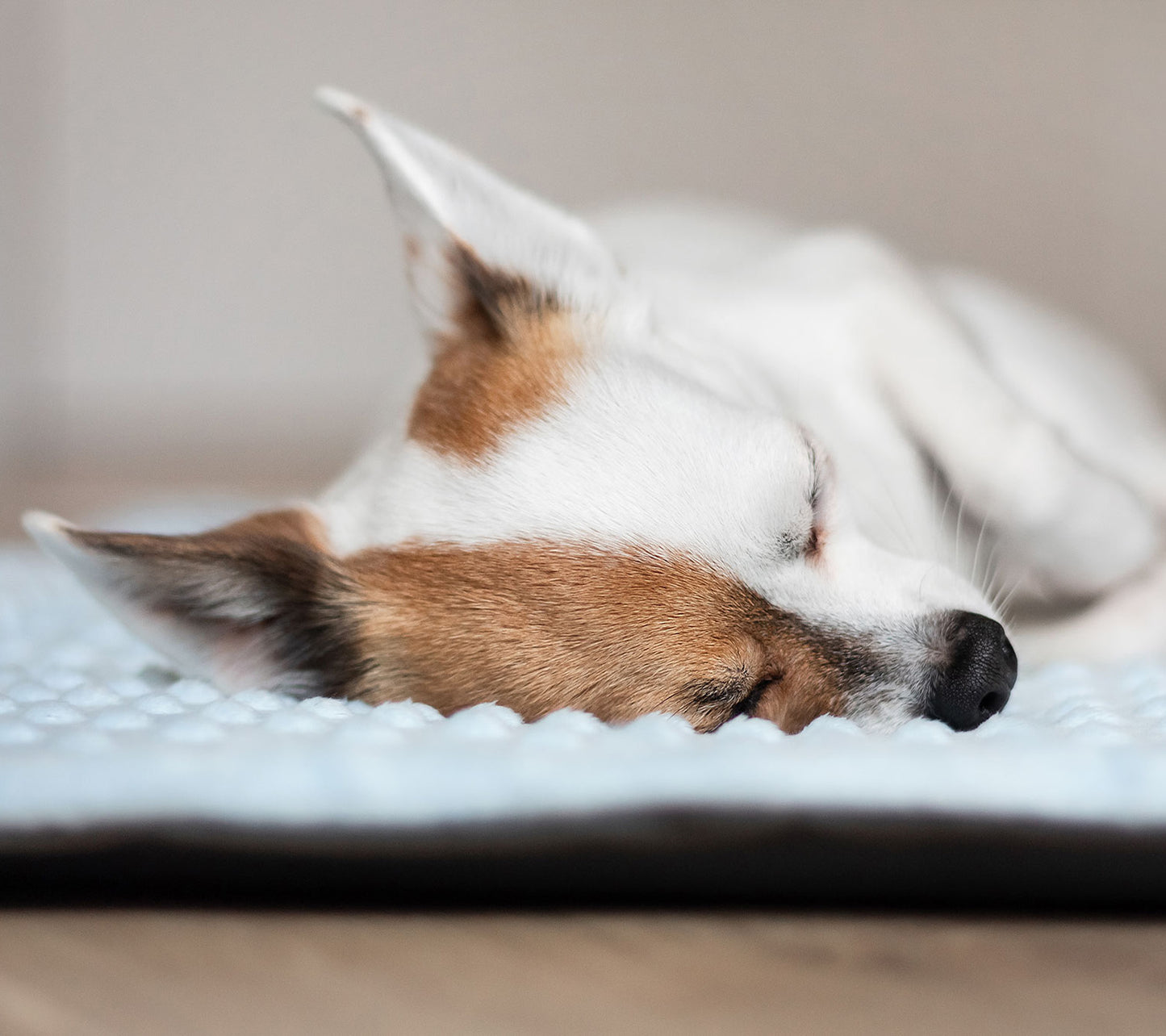 Bellkami Decke To Go 'Classy'