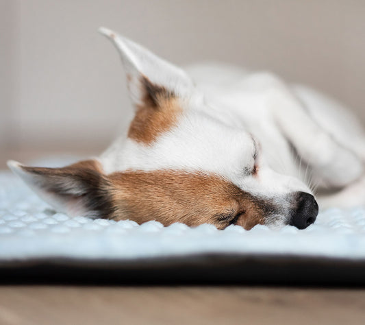 Bellkami Decke To Go 'Classy'