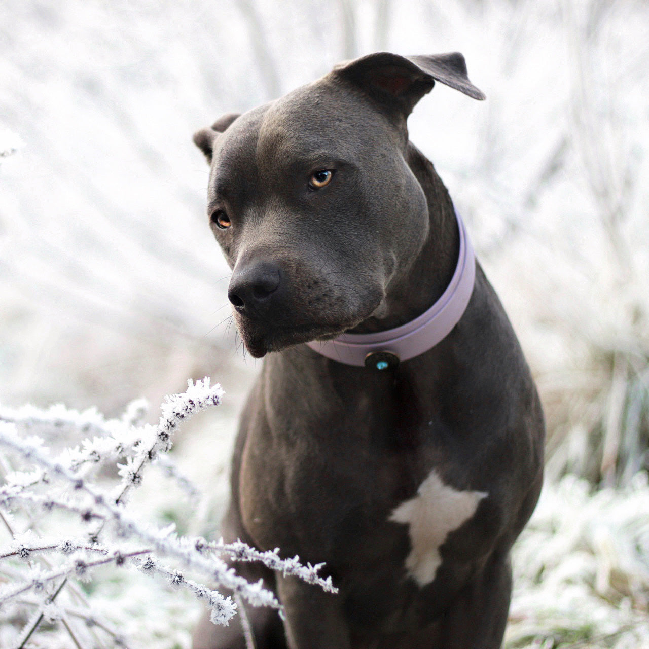 Biothane Halsband 'Hulda' - Extrabreit