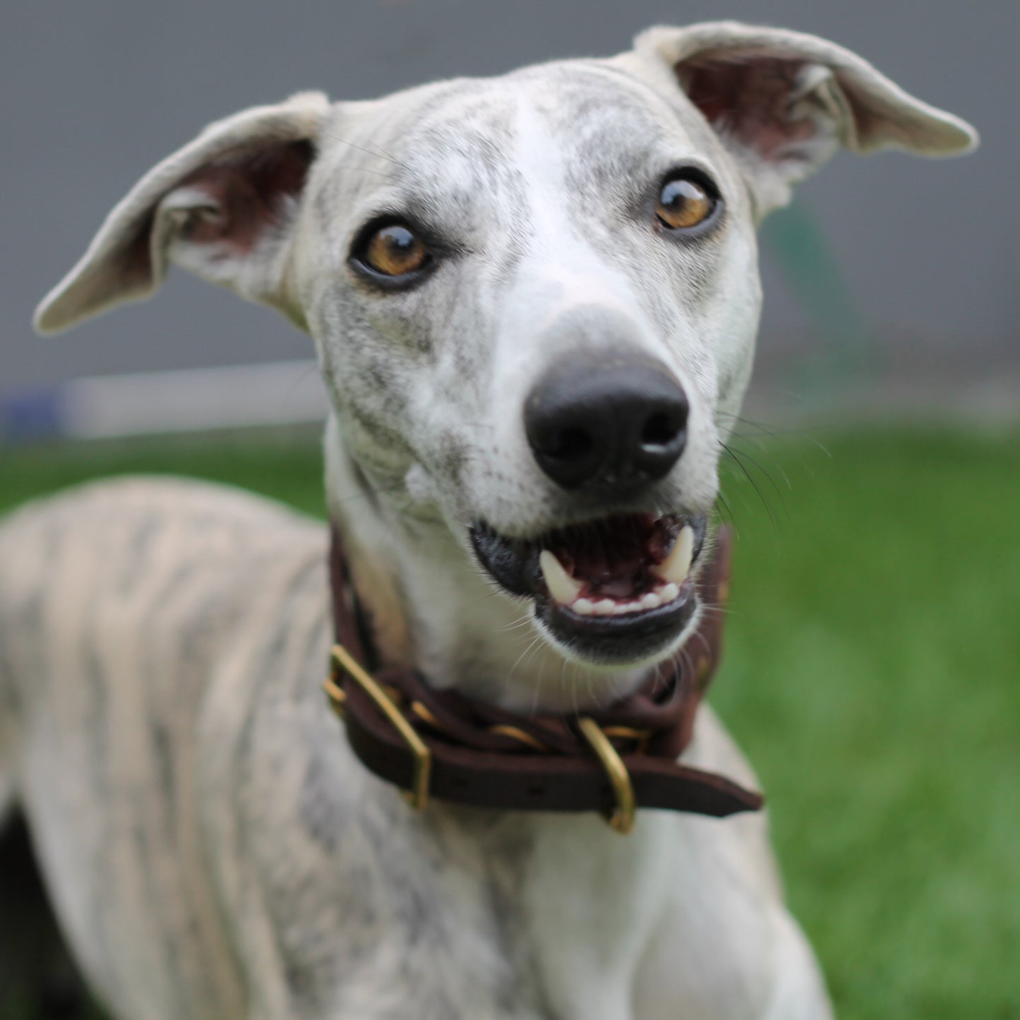 Halsband Leather Deluxe