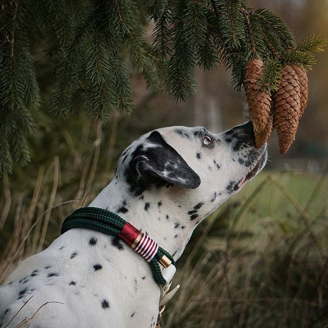 Tauhalsband 'Woofmas Classic'